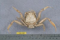 藏品(中華關公蟹)的圖片